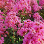 Lagerstroemia 'eveline' - myrta -  Lagerstroemia 'Eveline' 1