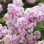 Lagerstroemia 'lavender' - myrta - Lagerstroemia Lavender 1