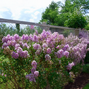 Lagerstroemia 'lavender' - myrta - Lagerstroemia 'Lavender' 2
