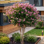 Lagerstroemia 'pink' - myrta k2l - Lagerstroemia 'Pink'