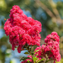 Lagerstroemia 'red' - myrta - Lagerstroemia 'Red' - myrta 1_
