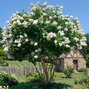 Lagerstroemia 'white' - myrta k2l - Lagerstroemia 'White' 