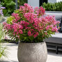 Lagerstroemia 'with love kiss' - myrta - Lagerstroemia 'With Love Kiss'