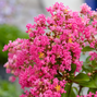 Lagerstroemia 'with love kiss' - myrta - Lagerstroemia 'With Love Kiss'  detail kvetu