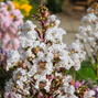 Lagerstroemia 'with love virgin' - myrta - Lagerstroemia 'With Love Virgin' - myrta 1