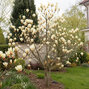 Magnolia 'sunrise' - magnólia k1l - Magnolia 'Sunrise' 1