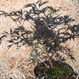 Sambucus nigra 'black lace' - baza - 6254721 Sambucus nigra 'Black Lace' 01