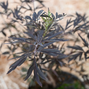 Sambucus nigra 'black lace' - baza - 6254721 Sambucus nigra 'Black Lace' 02