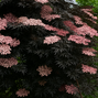 Sambucus nigra 'black lace' - baza - 6254721 Sambucus nigra 'Black Lace' 03