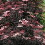 Sambucus nigra 'black lace' - baza - 9232729 Sambucus nigra 'Black Beauty' 01