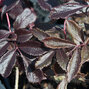Sambucus nigra 'black lace' - baza - 9232729 Sambucus nigra 'Black Beauty' 02