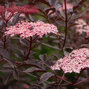 Sambucus nigra 'black lace' - baza - 9232729 Sambucus nigra 'Black Beauty' 03