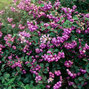 Symphoricarpos 'amethyst' - imelovník - Symphoricarpos 'Amethyst