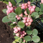 Symphoricarpos 'amethyst' - imelovník - Symphoricarpos 'Amethyst' - imelovník 1