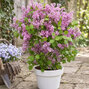 Syringa 'flowerfesta purple' - orgován - Syringa 'Flowerfesta Purple'