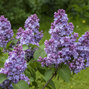 Syringa 'michel buchner' - orgován k1l - Syringa 'Michel Buchner' 
