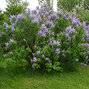Syringa 'michel buchner' - orgován k1l - Syringa 'Michel Buchner'  habitus