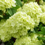 Viburnum 'magical spring glory' - kalina - Viburnum 'Magical Spring Glory' kvet