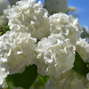 Viburnum 'opening day' - kalina - Viburnum 'Opening Day' - kalina 1