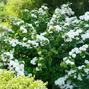 Viburnum 'opening day' - kalina - Viburnum 'Opening Day' - kalina 2