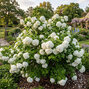 Viburnum 'roseum' - kalina - Viburnum 'Roseum' 