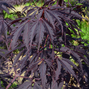 Acer 'black lace' - javor k3l - Acer 'Black Lace' - javor K3L 1