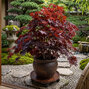 Acer 'black lace' - javor k3l - Acer 'Black Lace'