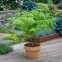 Acer 'dissectum' - javor k1l - Acer 'Dissectum' 