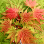 Acer 'moonrise' - javor k1,5l - Acer 'Moonrise' - javor K3L 1