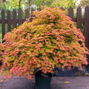 Acer 'moonrise' - javor k1,5l - Acer 'Moonrise' - javor K3L 2