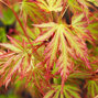 Acer 'orange lace' - javor k3l - 9234058 Acer 'Orange Lace' 03