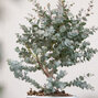 Eucalyptus gunni - eukalyptus k1,5l - 5253406 Eucalyptus gunni 04