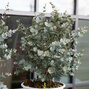 Eucalyptus gunni - eukalyptus k1,5l - 5253406 Eucalyptus gunni 06