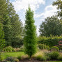 Ginkgo 'menhir' - ginko k1l - Ginkgo 'Menhir' 