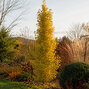 Ginkgo 'menhir' - ginko k1l - Ginkgo 'Menhir'  1