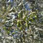 Olea e. 'cipressino' - olivovník k9 - olivo