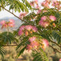 Albizia 'tropical dream' - albízia k2l - Albizia 'Tropical Dream'