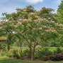 Albizia 'tropical dream' - albízia k2l - Albizia 'Tropical Dream'  2 habitus