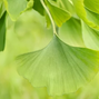 Ginkgo biloba - ginko - Ginkgo biloba - ginko 2