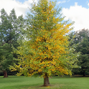 Ginkgo biloba - ginko - Ginkgo biloba - ginko 3