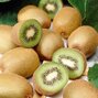 Actinidia 'jenny' - kiwi k9h - 7250497 Actinidia 'Jenny' 02
