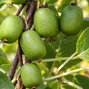 Actinidia 'vitikiwi' - kiwik2l - Actinidia 'Vitikiwi'