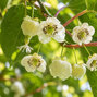 Actinidia 'vitikiwi' - kiwik2l - Actinidia 'Vitikiwi' flower