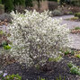 Amelanchier 'prince william' - muchovník k2l - Amelanchier 'Prince William'