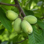 Asimina 'sunflower' - paw paw k1l - Asimina 'Sunflower' 