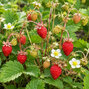Fragaria 'alexandria' - lesná jahoda - Fragaria 'Alexandria' 