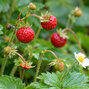Fragaria 'alexandria' - lesná jahoda - Fragaria vesca