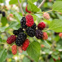 Morus 'mojo berry' - moruša k1l - Morus 'Mojo Berry'  1