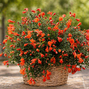 Punica granatum 'uniqa' - granátovník k1l - Punica granatum 'Uniqa' - granátovník K1L 1