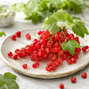 Ribes 'jonkheer van tets'- ríbezľa k2l - Ribes 'Jonkheer van Tets'